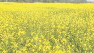 দক্ষিণ-পশ্চিমাঞ্চলের ৬ জেলায় লক্ষ্যমাত্রার চেয়ে বেশি জমিতে সরিষার আবাদ