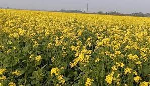 দক্ষিণ-পশ্চিমাঞ্চলের ৬ জেলায় লক্ষ্যমাত্রার চেয়ে বেশি জমিতে সরিষার আবাদ