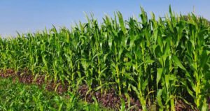 দক্ষিণ-পশ্চিমাঞ্চলের ৬ জেলায় লক্ষ্যমাত্রার ১৭,৬৭৬ হেক্টর বেশি জমিতে ভূট্টার আবাদ