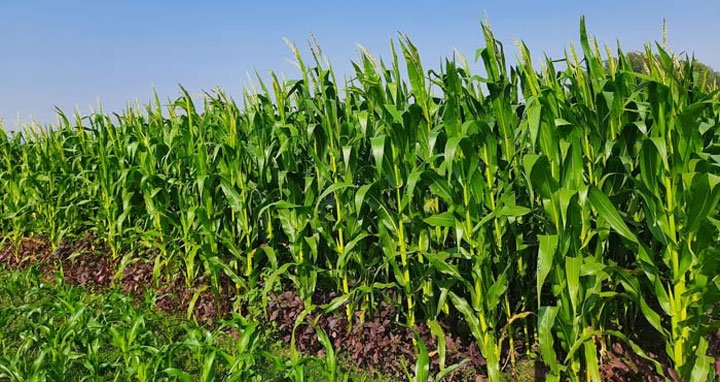 দক্ষিণ-পশ্চিমাঞ্চলের ৬ জেলায় লক্ষ্যমাত্রার ১৭,৬৭৬ হেক্টর বেশি জমিতে ভূট্টার আবাদ