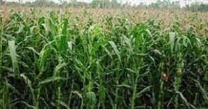 দক্ষিণ-পশ্চিমাঞ্চলের ৬ জেলায় লক্ষ্যমাত্রার ১৭,৬৭৬ হেক্টর বেশি জমিতে ভূট্টার আবাদ