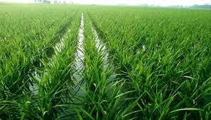 দক্ষিণ-পশ্চিমাঞ্চলের ৬ জেলায় ৩ লাখ ৮১হাজার হেক্টর জমিতে বোরো আবাদ